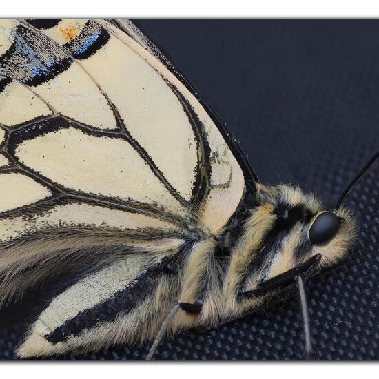 Papilio machaon: Animal in nature in the NatureSpots App