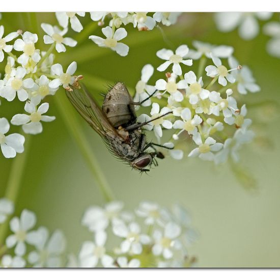 Unknown species: Animal in habitat Buffer strip in the NatureSpots App