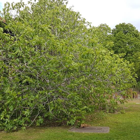 Echte Walnuss: Pflanze im Habitat Park in der NatureSpots App