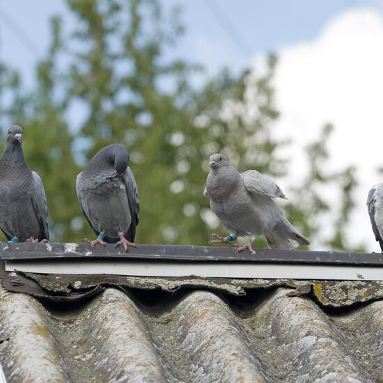 Rock Dove: Animal in habitat Garden in the NatureSpots App