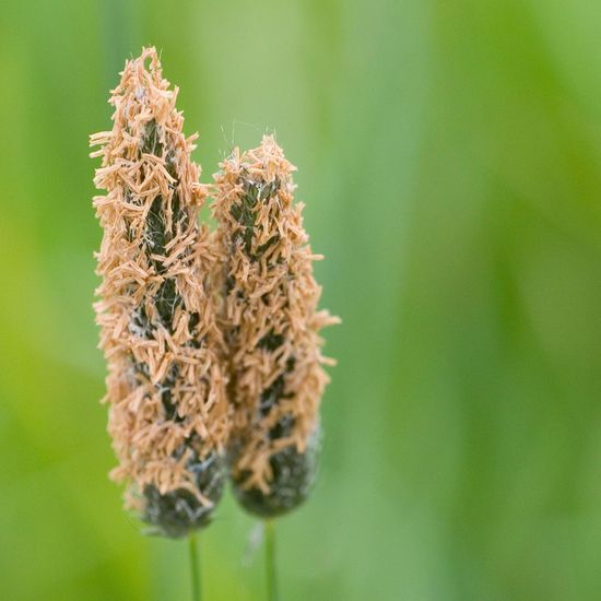 Wiesen-Fuchsschwanz: Pflanze im Habitat Halb-natürliches Grasland in der NatureSpots App