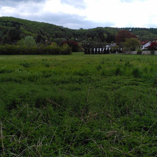 Landschaft: Grasland und Büsche im Habitat Naturnahe Wiese in der NatureSpots App