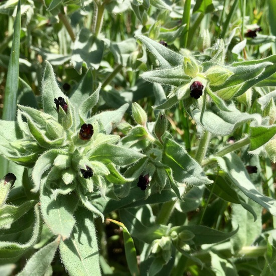 Nonea pulla: Plant in habitat Buffer strip in the NatureSpots App