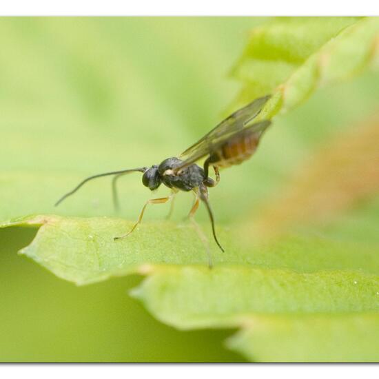 Schlupfwespen: Tier im Habitat Garten in der NatureSpots App