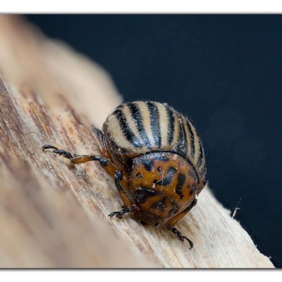 Colorado potato beetle: Animal in habitat Garden agriculture in the NatureSpots App