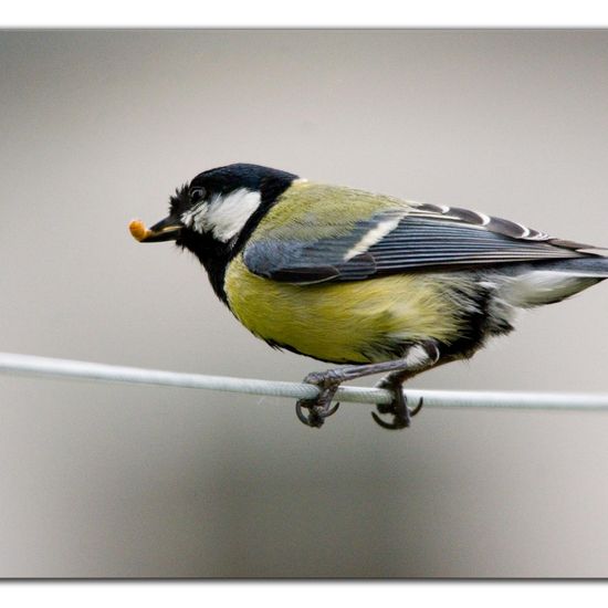 Kohlmeise: Tier im Habitat Garten in der NatureSpots App