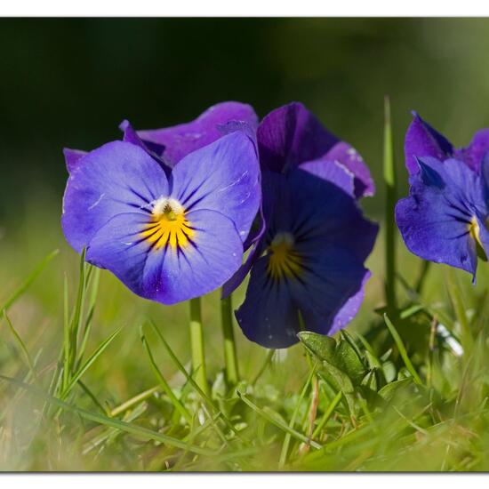 Viola purpurea subsp. dimorpha: Pflanze im Habitat Garten in der NatureSpots App