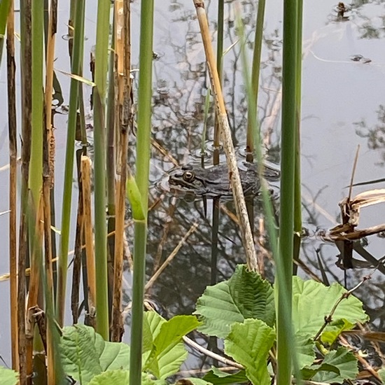 Grasfrosch: Tier im Habitat Teich in der NatureSpots App