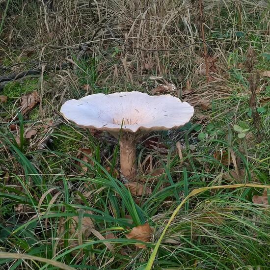 andere Art: Pilz im Habitat Wald der gemäßigten Breiten in der NatureSpots App