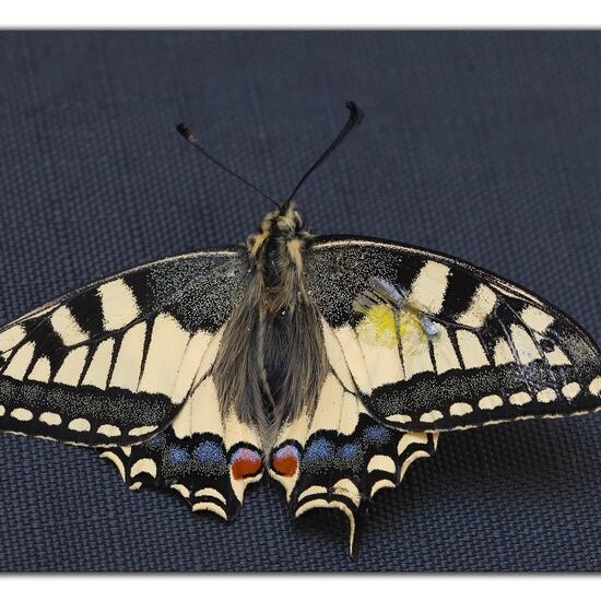 Papilio machaon: Animal in habitat Garden in the NatureSpots App