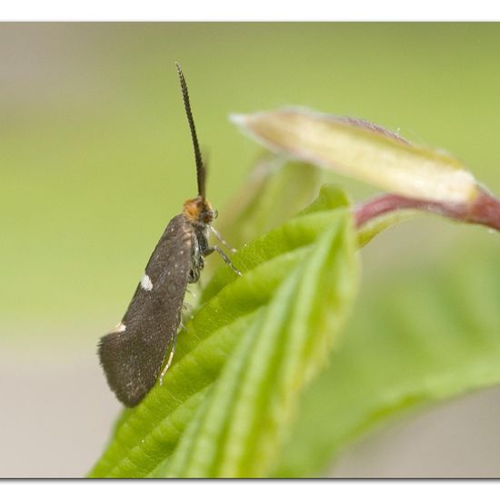 Incurvaria masculella: Tier im Habitat Garten in der NatureSpots App