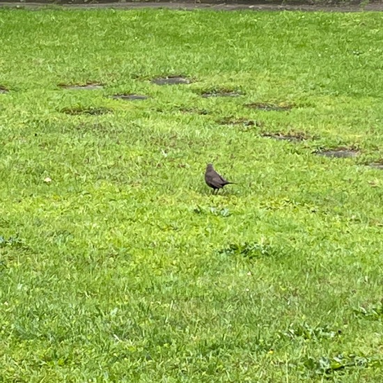 Common Blackbird: Animal in habitat Backyard in the NatureSpots App