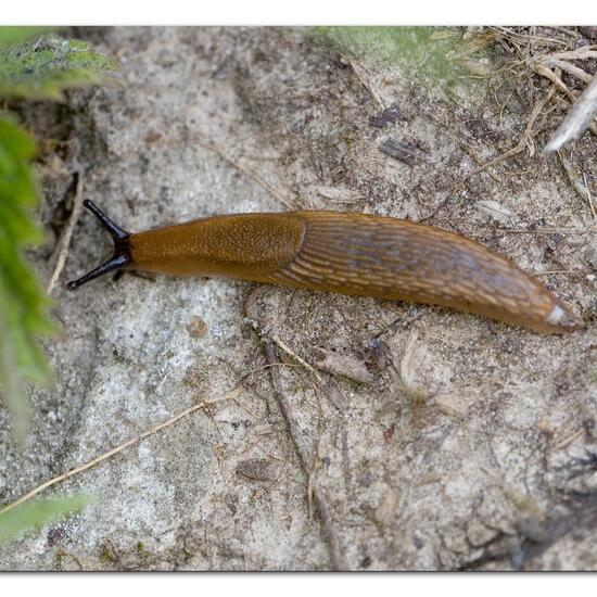 Spanische Wegschnecke: Tier im Habitat Ackerrandstreifen in der NatureSpots App