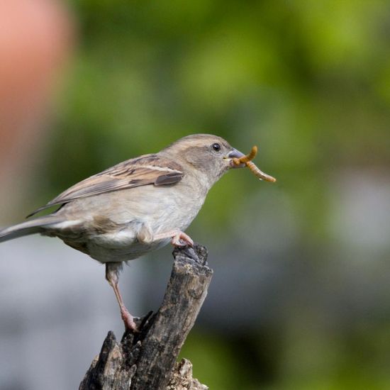 Landschaft: Stadt und Garten im Habitat Garten in der NatureSpots App