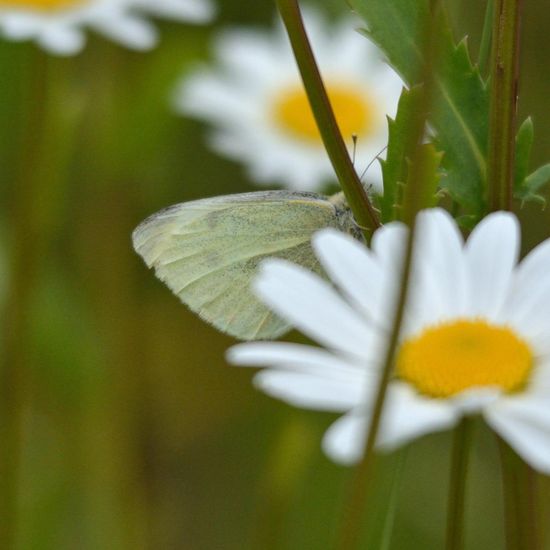 Pieris rapae: Animal in habitat Road or Transportation in the NatureSpots App