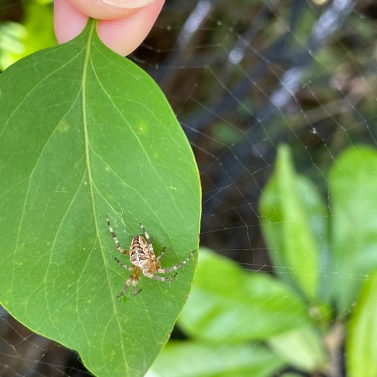 Kreuzspinnen: Tier im Habitat Garten in der NatureSpots App