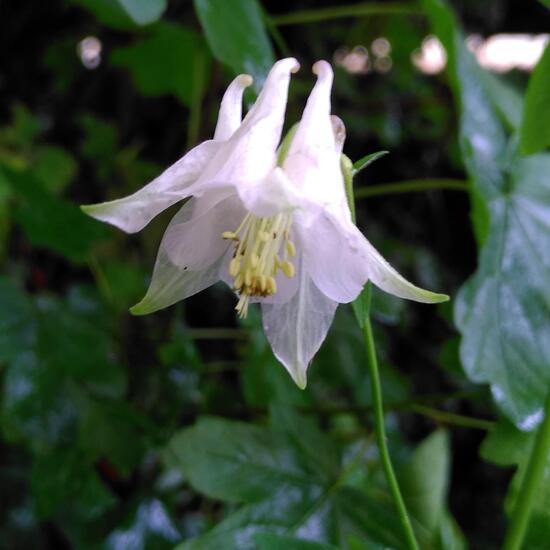 Akeleien: Pflanze im Habitat Garten in der NatureSpots App