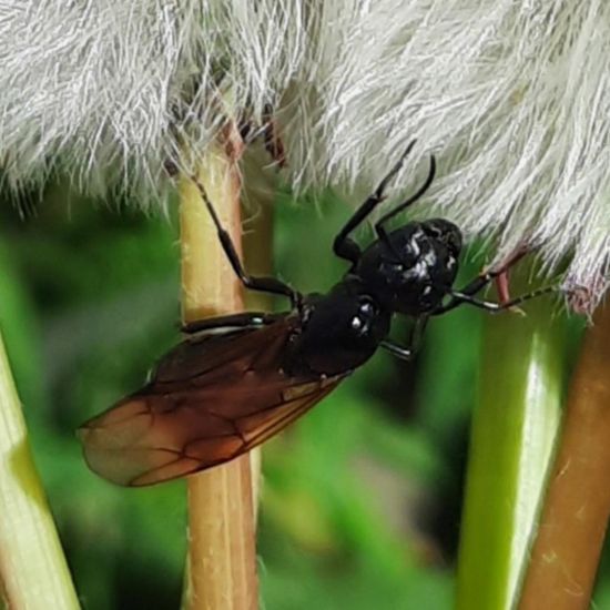 Glänzendschwarze Holzameise: Tier im Habitat Stadt und Garten in der NatureSpots App