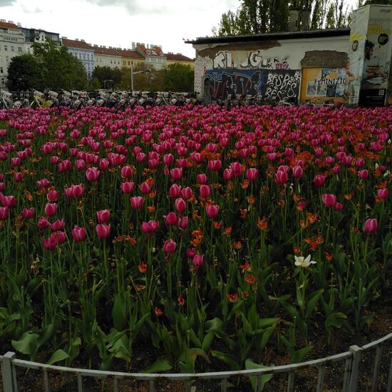 Landschaft: Stadt und Garten im Habitat Hecke/Blumenbeet in der NatureSpots App