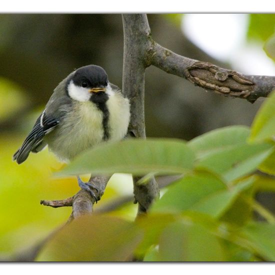 Kohlmeise: Tier im Habitat Garten in der NatureSpots App