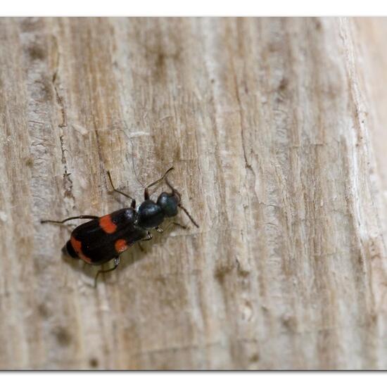 Gebänderter Warzenkäfer: Tier im Habitat Garten in der NatureSpots App