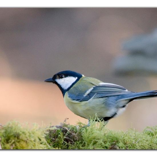 Kohlmeise: Tier im Habitat Hinterhof in der NatureSpots App