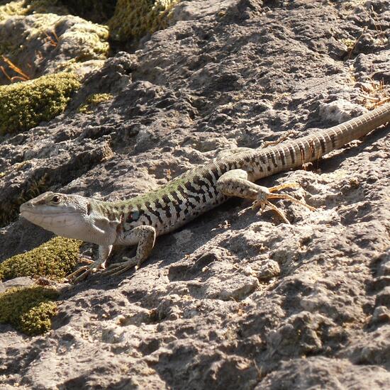 andere Art: Tier im Habitat Sandküste in der NatureSpots App