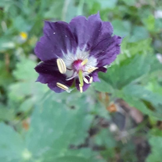 Geranium phaeum: Plant in nature in the NatureSpots App