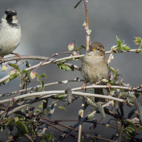 House Sparrow: Animal in habitat Garden in the NatureSpots App