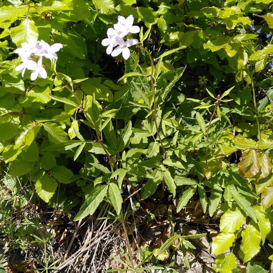 Cardamine bulbifera: Plant in habitat Temperate forest in the NatureSpots App