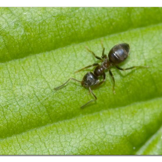 Schwarze Wegameise: Tier im Habitat Garten in der NatureSpots App