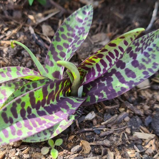 Geflecktes Knabenkraut: Pflanze im Habitat Garten in der NatureSpots App