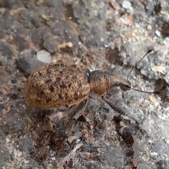 Liophloeus tessulatus: Tier im Habitat Stadt und Garten in der NatureSpots App