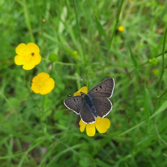 Brauner Feuerfalter: Tier in der Natur in der NatureSpots App