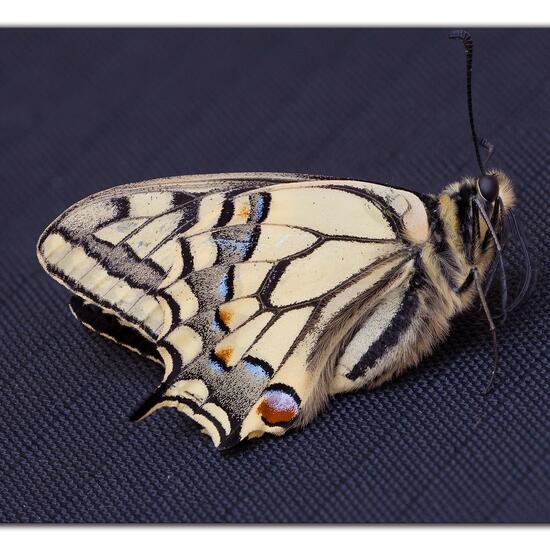 Papilio machaon: Animal in habitat Garden in the NatureSpots App