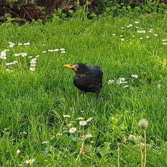 Common Blackbird: Animal in habitat Park in the NatureSpots App