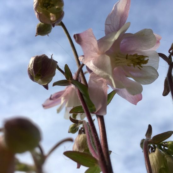 Gemeine Akelei: Pflanze im Habitat Garten in der NatureSpots App