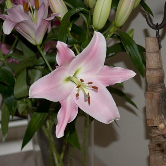 Liliaceae: Plant in nature in the NatureSpots App