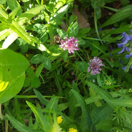 Dunkle Europäische Biene: Tier im Habitat Naturnahe Wiese in der NatureSpots App