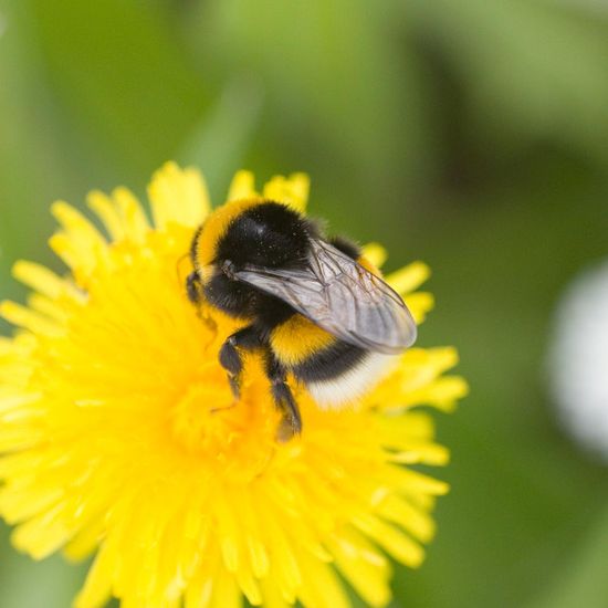 Dunkle Erdhummel: Tier im Habitat Garten in der NatureSpots App