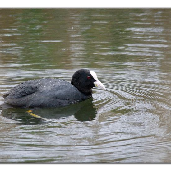 Eurasian Coot: Animal in habitat Artificial freshwater in the NatureSpots App