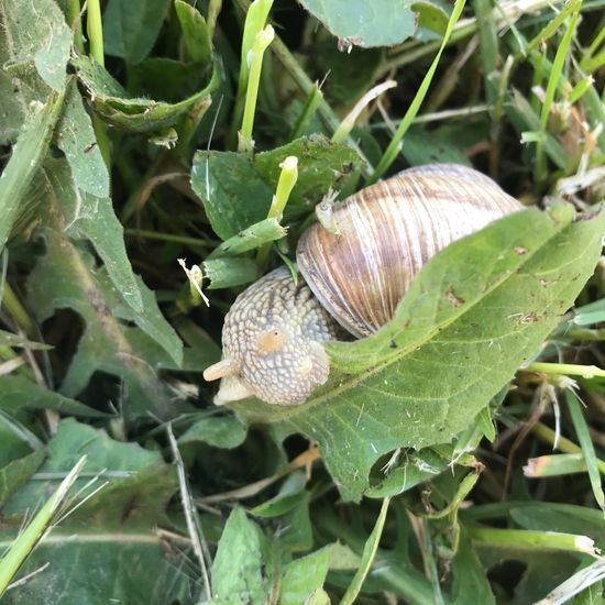 Weinbergschnecke: Tier im Habitat Vorstadt in der NatureSpots App