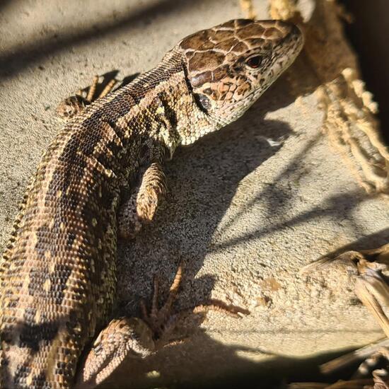 Sand lizard: Animal in habitat Garden in the NatureSpots App