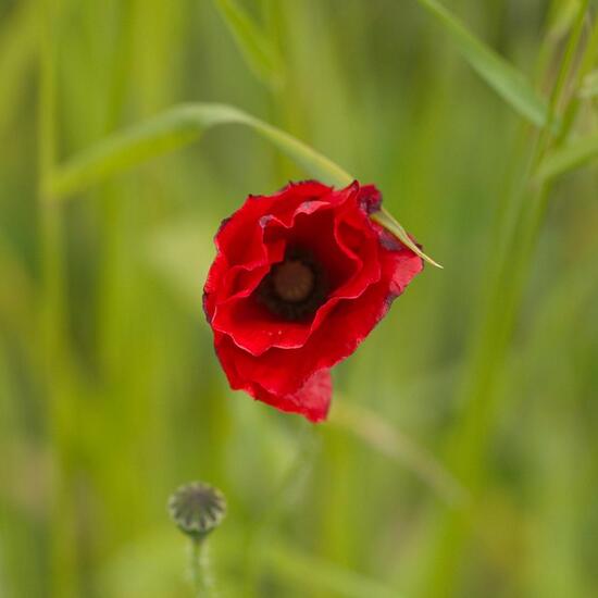 Papaver rhoeas: Plant in habitat Buffer strip in the NatureSpots App