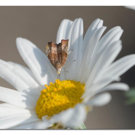 Choreutis nemorana: Animal in habitat Garden in the NatureSpots App