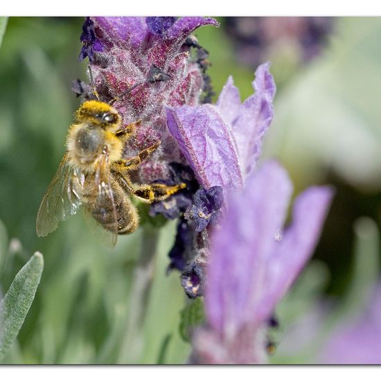 Westliche Honigbiene: Tier im Habitat Garten in der NatureSpots App