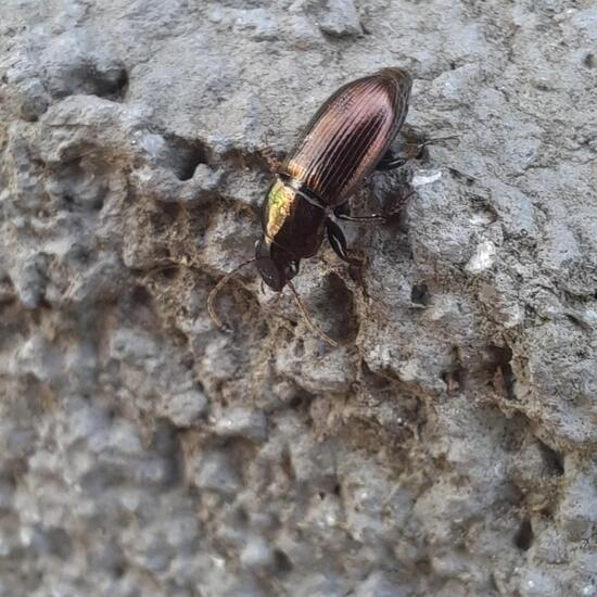 Agonum sexpunctatum: Animal in habitat City and Urban in the NatureSpots App