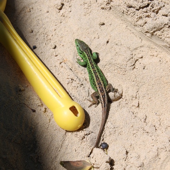 Sand lizard: Animal in habitat Garden in the NatureSpots App