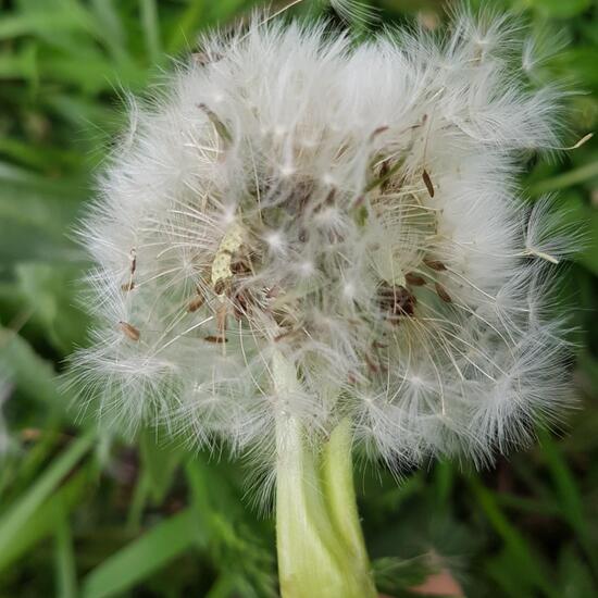 Taraxacum fasciatum: Pflanze im Habitat Park in der NatureSpots App