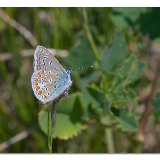 Polyommatus icarus: Animal in habitat Semi-natural grassland in the NatureSpots App